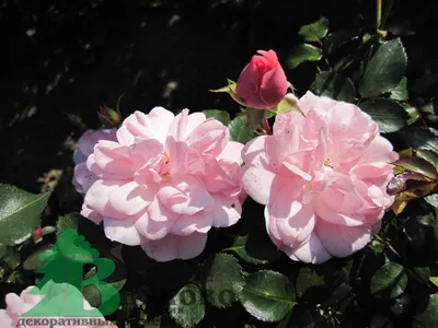 Фото розы боника 82 с эффектом глубины резкости