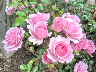 Удивительная картинка розы боника 82 с нежными оттенками