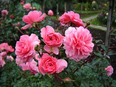 Роза боника 82: изображение высокого качества