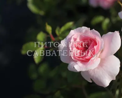 Фотография розы боника 82 с эффектом зеркального отражения