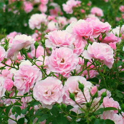 Роза боника 82: потрясающая фотография с бликами