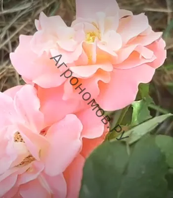 Фото розы боника 82 с эффектом монохрома