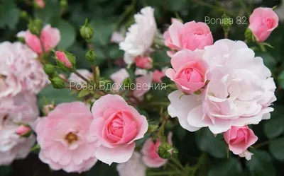 Изображение розы боника 82 в формате png для свободного скачивания