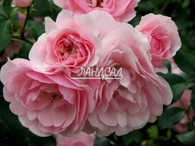 Красивая картинка розы боника 82