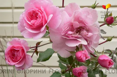 Роза боника 82: красивая картинка с яркими красками