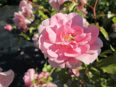 Фотография розы боника 82 с эффектом размытия