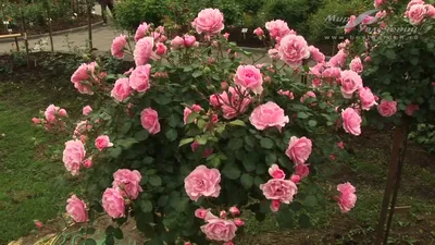 Роза боника 82: потрясающее изображение с насыщенными цветами