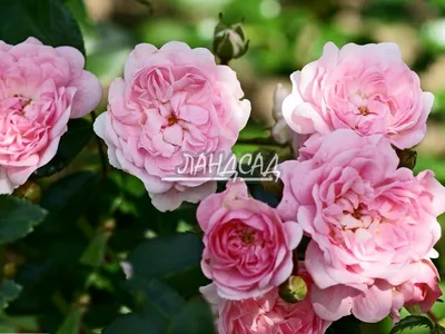 Фото розы боника 82 с нежными оттенками