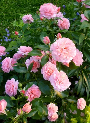 Роза ботичелли: оригинальное фото в формате jpg