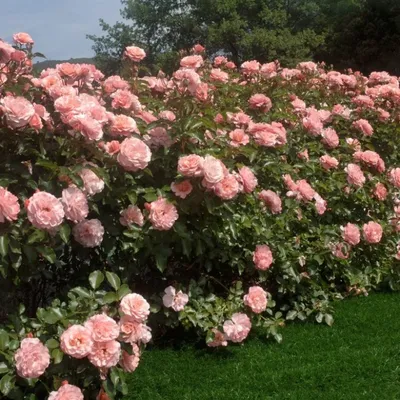 Изумительная роза ботичелли: выберите свой идеальный размер