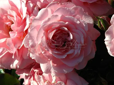 Фото розы ботичелли: добавьте немного красоты в свою жизнь
