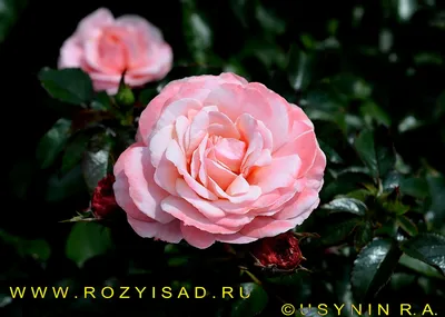 Чудесная фотография розы ботичелли: выберите идеальный размер изображения