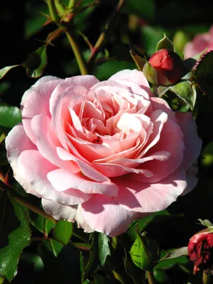 Фото, запечатлевшее красоту розы ботичелли: выберите формат по своему вкусу