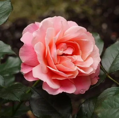 Картинка розы ботичелли в jpg формате: выберите свой идеальный размер