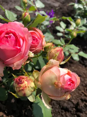 Фотография розы ботичелли: красота природы, доступная для каждого