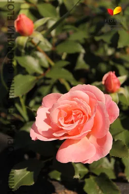 Фотка розы ботичелли: добавьте немного романтики в свой дом
