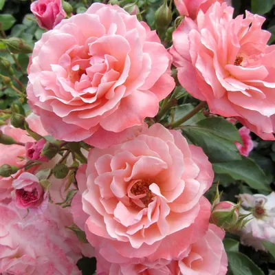 Картина розы ботичелли: выберите формат и размер по вашему вкусу