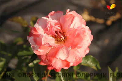 Фотография розы ботичелли: оживите свое пространство этой красочной картинкой