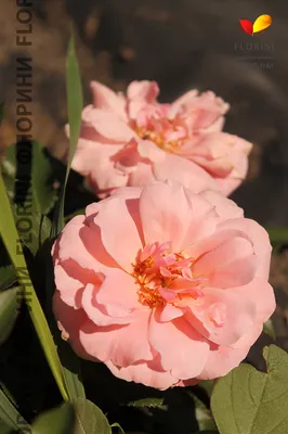 Фотка розы ботичелли: выберите свой идеальный размер изображения