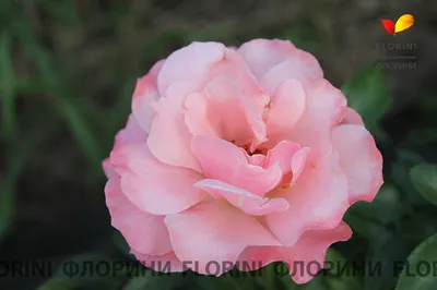 Картина розы ботичелли: выберите формат, чтобы оценить мельчайшие детали