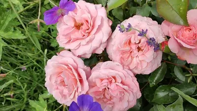 Фото розы ботичелли: добавьте красоты в свою жизнь с этим изображением
