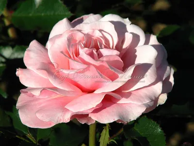 Фотка розы ботичелли: украсьте свой дом или офис этой прекрасной картиной