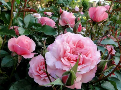 Удивительное изображение розы ботичелли: скачайте в webp формате для максимального качества