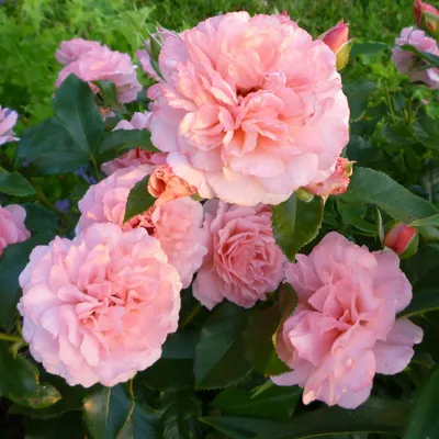 Роза ботичелли: шедевр природы, доступный для скачивания