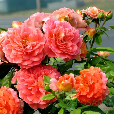 Роза братьев Гримм в формате jpg для скачивания