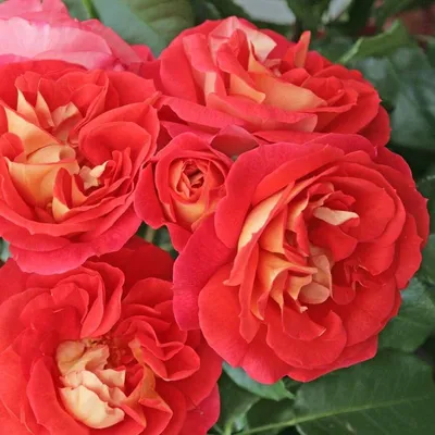 Изображение розы братьев Гримм в формате png
