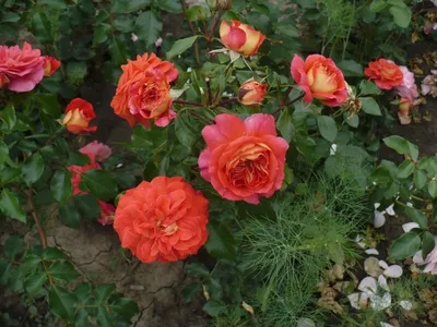 Изображение розы братьев Гримм с возможностью выбора качества