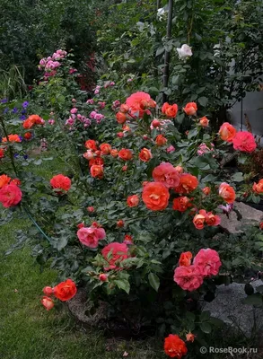 Фотография розы братьев Гримм в формате jpg для скачивания