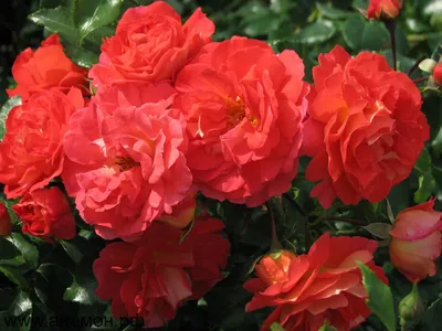 Красивое фото розы братьев Гримм для загрузки в png