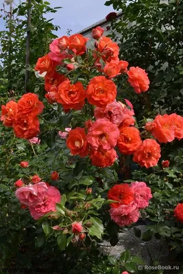 Изображение розы братьев Гримм с выбором размера и формата