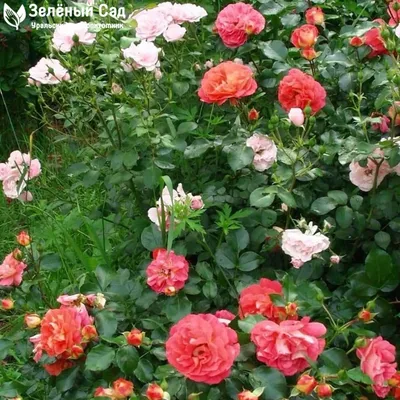 Фото розы братьев Гримм в формате jpg с возможностью скачивания