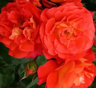 Изображение розы братьев Гримм с возможностью выбора формата: jpg, png, webp