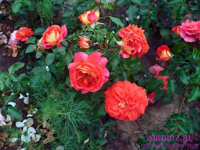 Красивая фотография розы братьев Гримм в формате webp