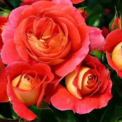 Фотка розы братьев Гримм в высоком разрешении и различных форматах