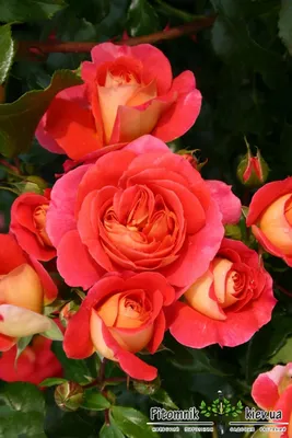 Фото розы братьев Гримм с возможностью выбора размера изображения