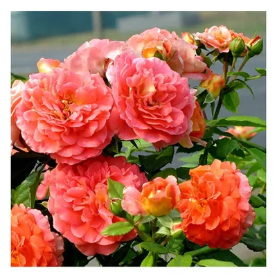 Изображение розы братьев Гримм с выбором качества и формата