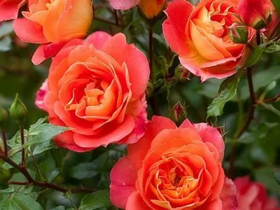 Фотография розы братьев Гримм в формате jpg с возможностью выбора размера