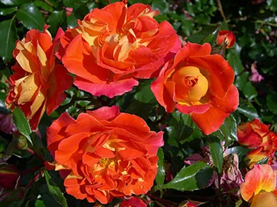 Роза братьев Гримм в формате png для загрузки
