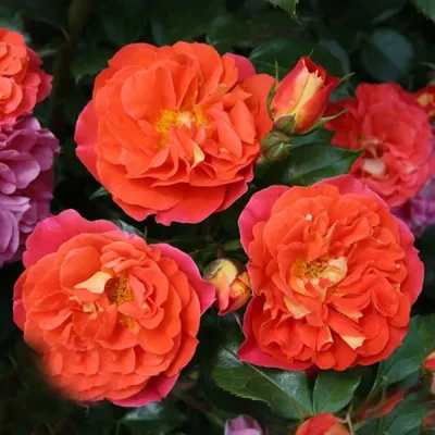 Красивое фото розы братьев Гримм с возможностью выбора формата