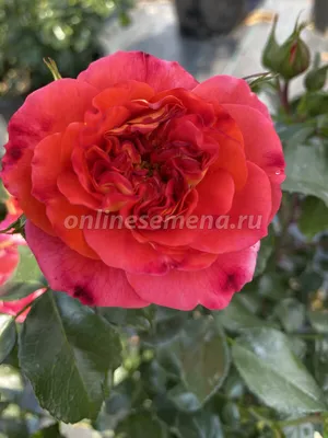 Изображение розы братьев Гримм с опцией изменения размера и формата