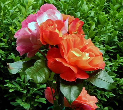Фото розы братьев Гримм в формате jpg и различных размерах