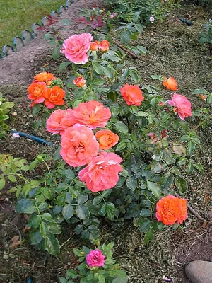 Фото розы братьев Гримм с возможностью выбора размера