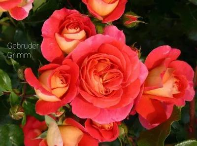 Картинка розы братьев Гримм в формате webp с возможностью скачивания