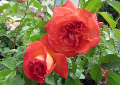 Изображение розы братьев Гримм с выбором размера изображения и формата
