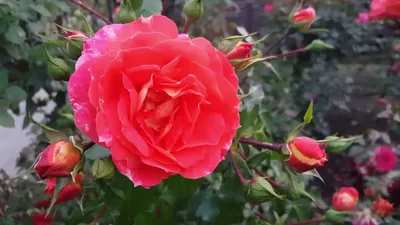 Фото розы братьев Гримм с возможностью выбора формата: jpg, png, webp