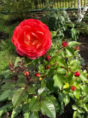 Изображение розы братьев Гримм для скачивания в формате jpg